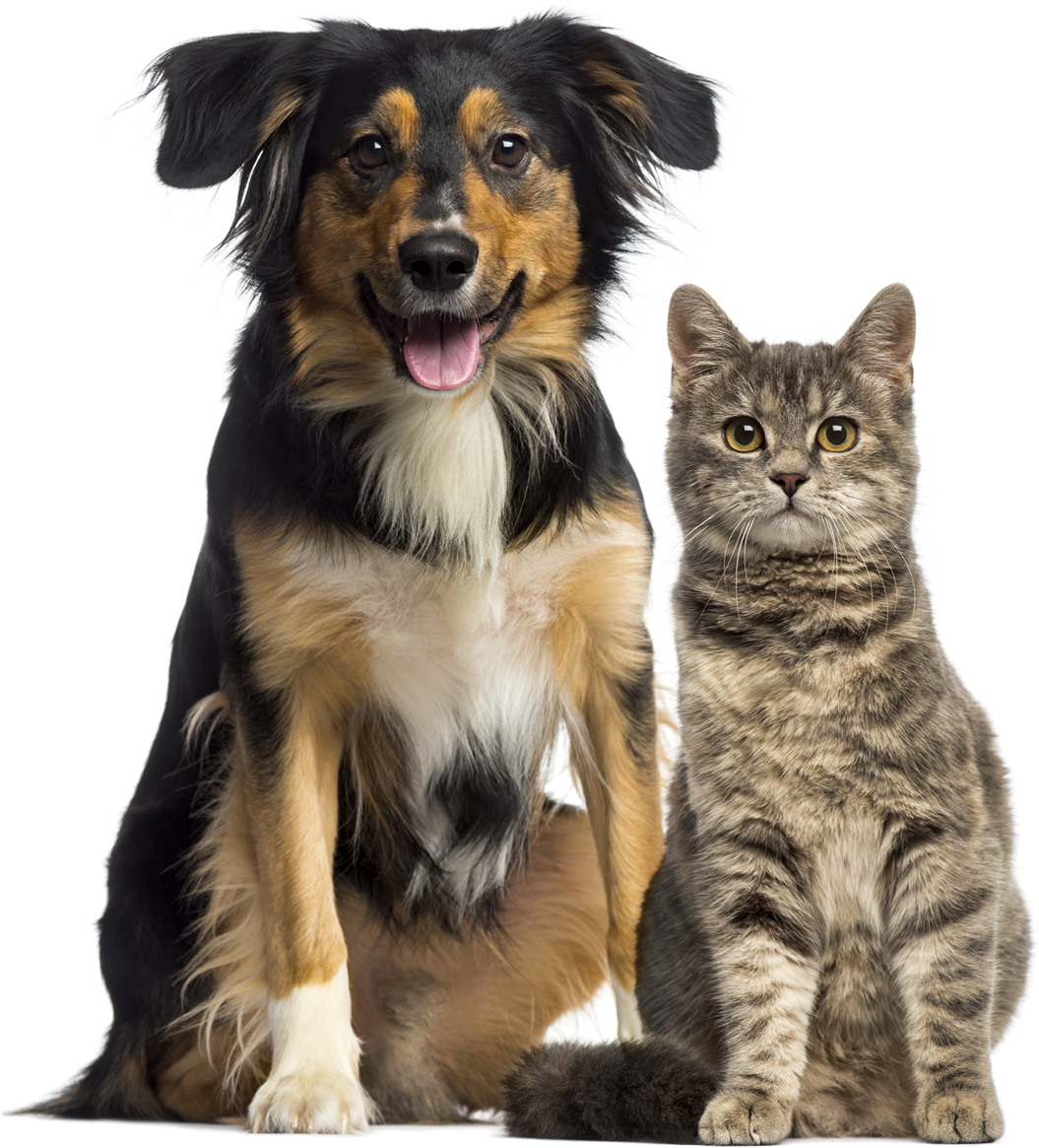 Perro y gato — nutrición Kruumit